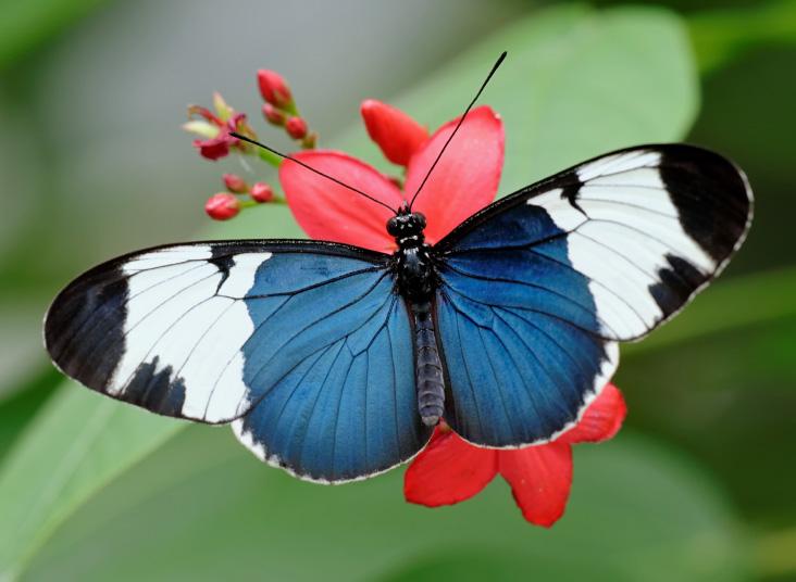 A butterfly resting on a flower.