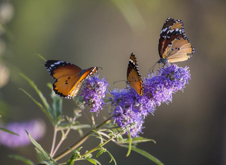 Three butterflies resting on flowers.