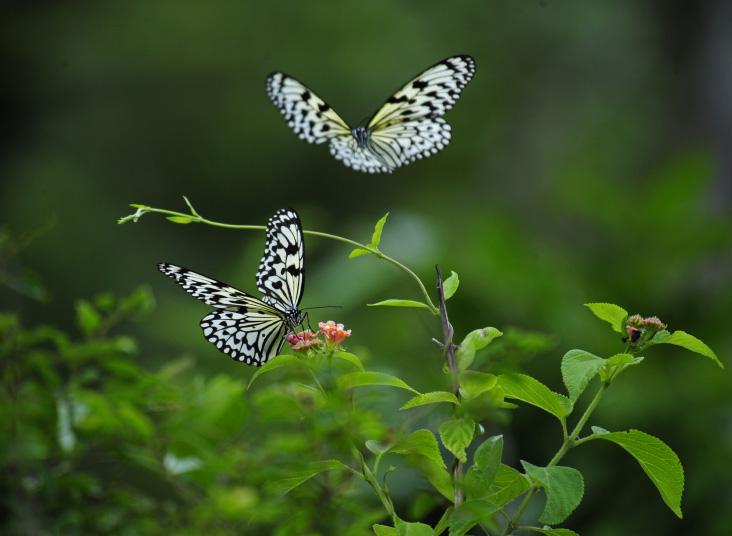 Two butterflies in vegetation.
