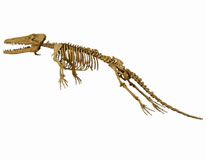 The mounted skeleton of Ambulocetus natans CMNFV51838.