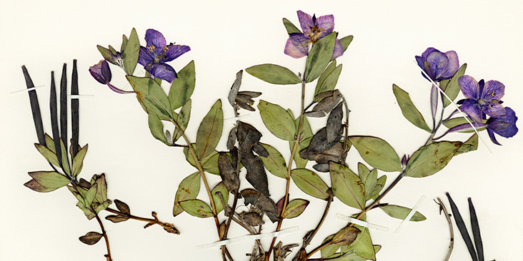A scan of a piece of paper with labels and dried, flattened plants attached.