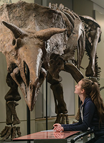 A young woman looks at the skeleton of a dinosaur on display.