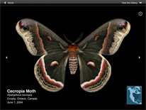 The app screen of the cecropia moth (Hyalophora cecropia) image.