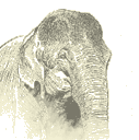 Illustration: Asian elephant (Elephas maximus).