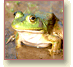 Button: Amphibians. Photo: Bullfrog (Lithobates catesbeiana).