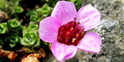 A purple saxifrage (Saxifraga oppositifolia) flower.