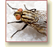 Button: Invertebrates. Photo: House fly (Musca domestica).