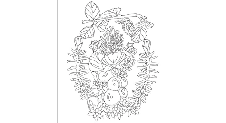 The Arctic-plant colouring page.