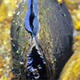 An eastern pearlshell mussel in situ.