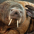 A walrus (Odobenus rosmarus).