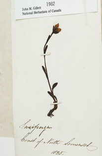 A herbarium sheet.