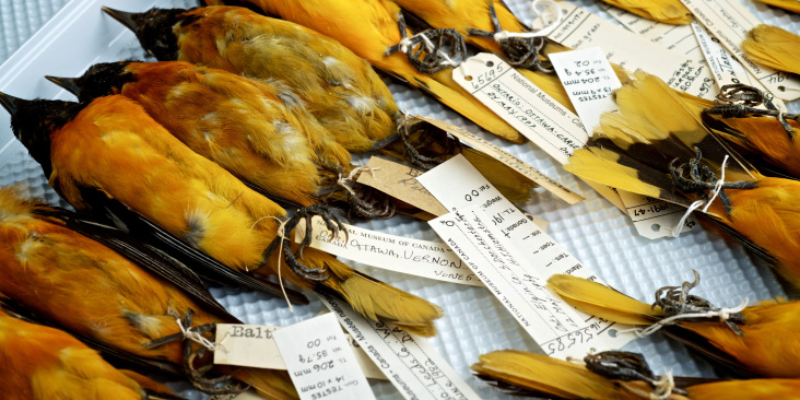 Bird specimens in a tray.