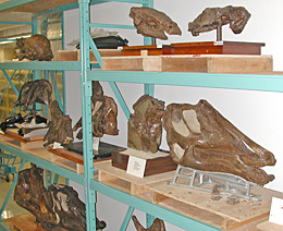 Collection shelves containing fossil dinosaur skulls.