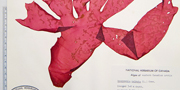 A herbarium sheet for a red seaweed specimen (Rhodymenia palmata). Catalogue number CANA 7343.