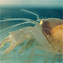 Burrowing shrimp (Calocaris templemani). Enlarged version: A collage showing a burrowing shrimp, burrow openings and a diagram o