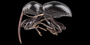 A weevil (Sicoderus beatyi).