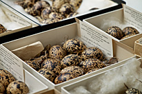 A collection of Rock Ptarmigan (Lagopus mutus) eggs.