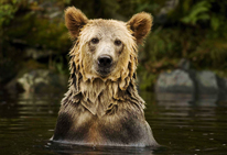 Jamie Scarrow's photo of a grizzly (Ursus arctos horribilis).