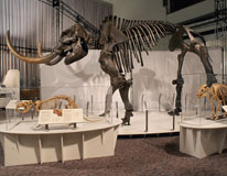 View of the Ice Age Mammals installed at the Canadian Museum of Nature.