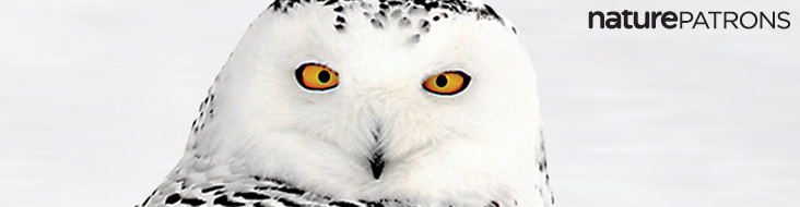 A Snowy Owl (Bubo scandiacus) and the Nature Patrons logo.