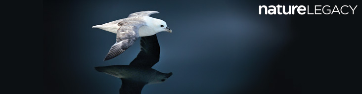 A Northern Fulmar (Fulmarus glacialis) in flight and the Nature Legacy logo.