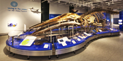 The skeleton of a blue whale (Balaenoptera musculus) in our Water Gallery.