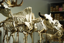A view of mounted mammal skeletons in one of our collection rooms.