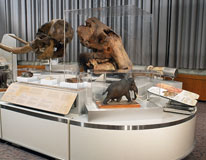 View of the Ice Age Mammals installed at the Canadian Museum of Nature.