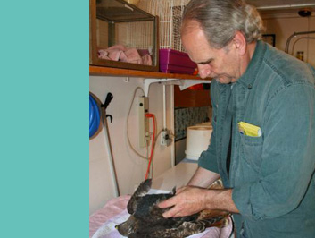 A man tends to a bird in a clinic.
