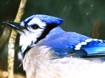 Blue Jay (Cyanocitta cristata).