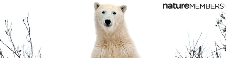 A polar bear (Ursus maritumus) and the Nature Members logo.