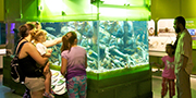 Visitors look at an aquarium in the Water Gallery.