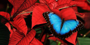 Un papillon sur des fleurs rouges.