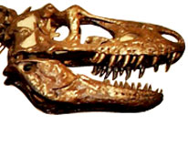 Daspletosaurus torosus, spécimen CMNFV5806.