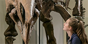 Une jeune femme regarde le squelette d'un dinosaure exposé dans la Galerie des fossiles.