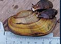 Zebra mussels (Dreissena polymorpha) on a native mussel.