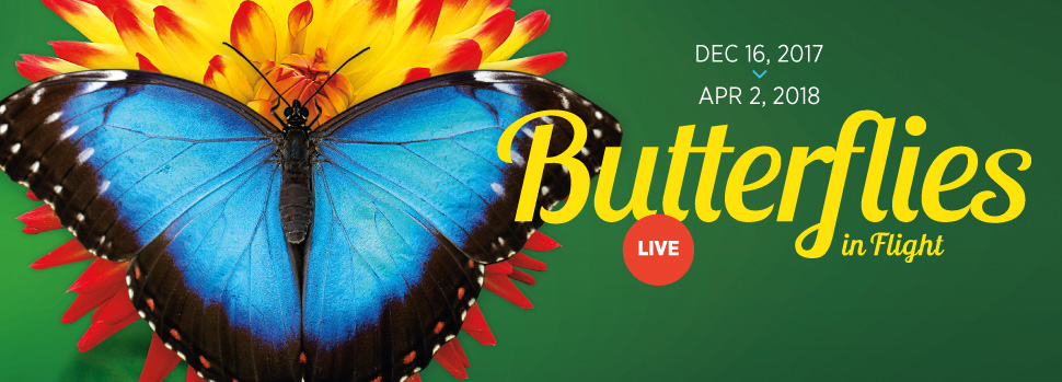 Text: Butterflies in Flight. Live. Opens December 16. Image: A blue butterfly resting on a yellow and red flower.