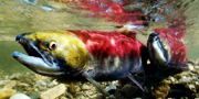 Des saumons rouges, Oncorhynchus nerka. 
