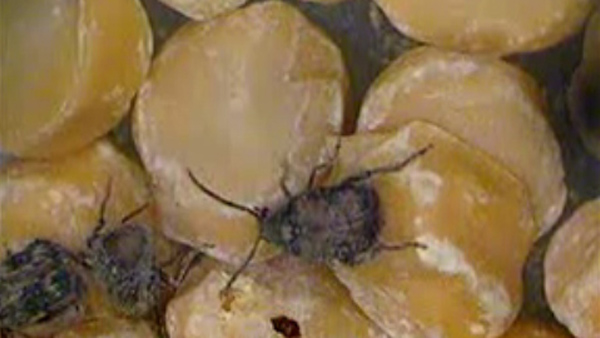 Southern cowpea weevils video