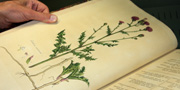 Une page de Flora londinensis.