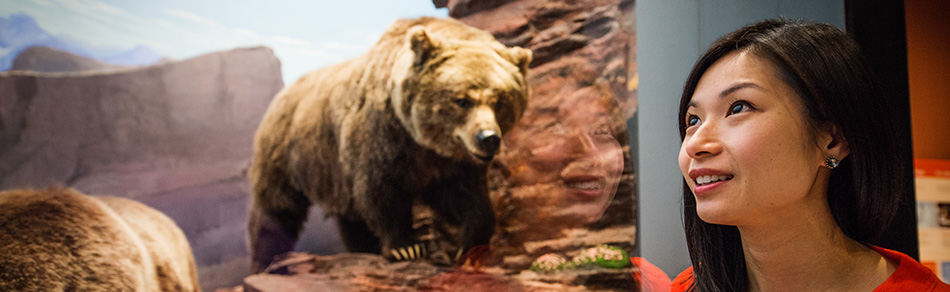 Une femme regarde le diorama du grizzly, Ursus arctos, dans la galerie des mammifères.