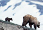 Photo: Grizzly Bear, Ursus arctos.