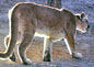 Photo: Cougar, Puma concolor.