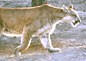 Photo: Cougar, Puma concolor.