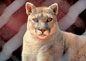 Photo: Eastern Cougar, Puma concolor cougar.
