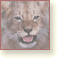Bouton : Mammifres. Photo : lion, Panthera leo.