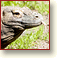 Bouton : Reptiles. Photo : varan de Komodo, Varanus komodensis.