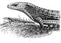 Lzard-alligator boral.