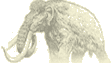 Illustration : mammouth laineux, Mammuthus primigenius.