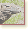 Bouton : Reptiles. Photo : varan de Komodo, Varanus komodensis.